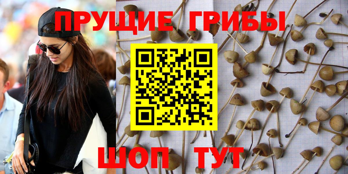 Псилоцибиновые грибы мухоморы Абакан